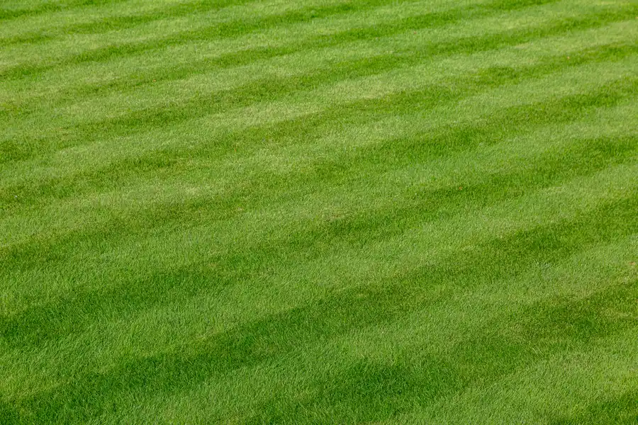 Boosting Curb Appeal With Expert Lawn Care Services in Colts Neck, NJ