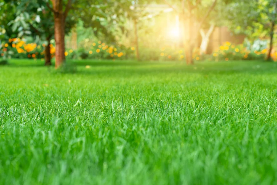 Expert Lawn Care Colts Neck, NJ Expert Lawn Care Colts Neck, NJ