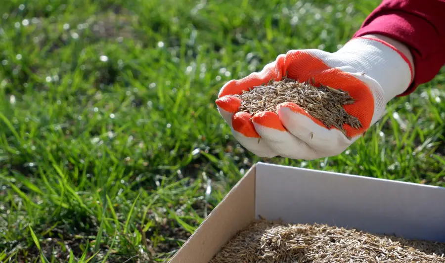 Lawn Fertilization Service for Stress Tolerant Lawns in Colts Neck, NJ Lawn Fertilization Service for Stress Tolerant Lawns in Colts Neck, NJ